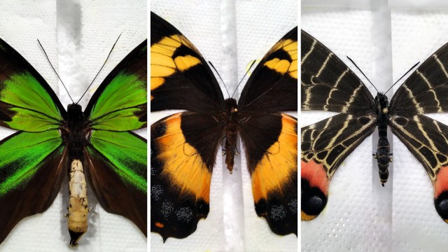 Funkcjonariusze Oddziału Celnego I Pocztowego w Warszawie znaleźli w przesyłce spreparowane motyle