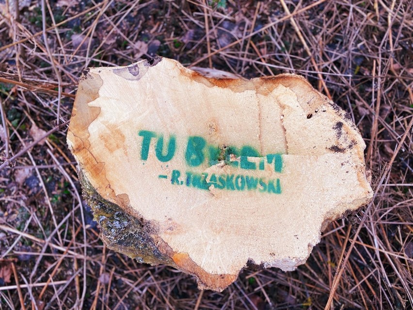 "Tu byłem - Rafał Trzaskowski". Greenpeace krytykuje decyzję prezydenta miasta związaną z wycinką drzew przy Wybrzeżu Helskim [ZDJĘCIA]
