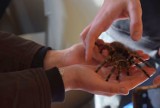 Wkrótce wystawa egzotycznych pająków i skorpionów w łęczyckim domu kultury