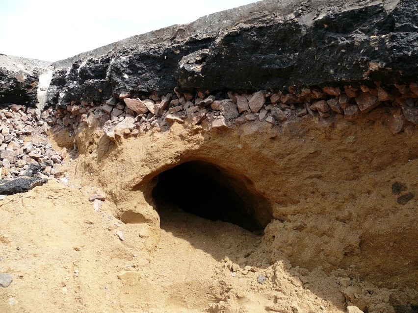 Tunele wykopane przez bobry robią wrażenie
