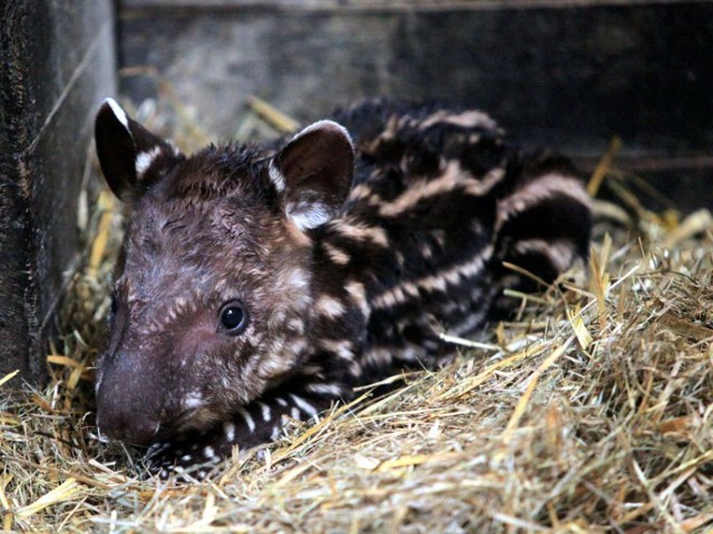 Sabrina, mimo że jest już babcią, urodziła kolejnego tapirka. W ...