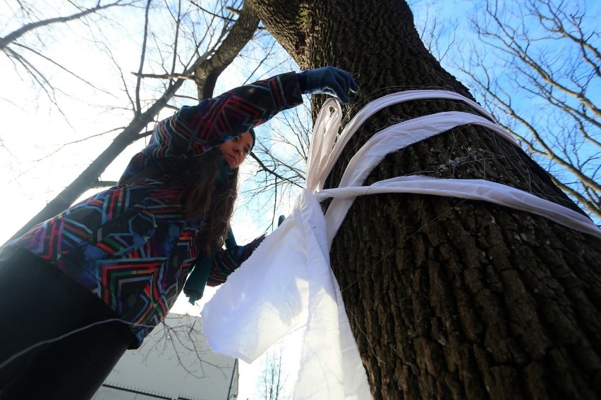 Studenci nie chcą wycinki drzew. Otulili je bandażami, jak 50 lat temu Tomasz Kawiak (ZDJĘCIA)