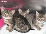 Koty i psy do adopcji w Szczawnie-Zdroju (ZDJĘCIA)