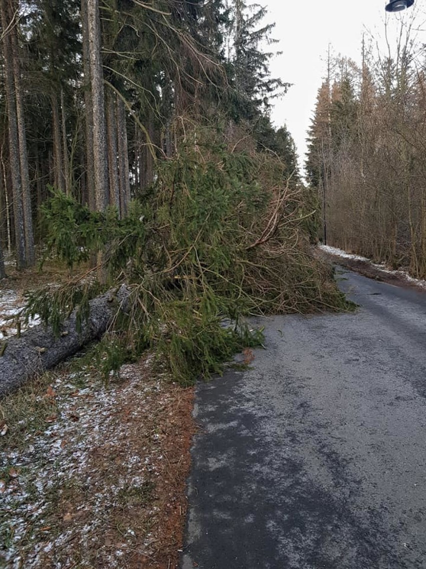 Wichura w Wałbrzychu i okolicy