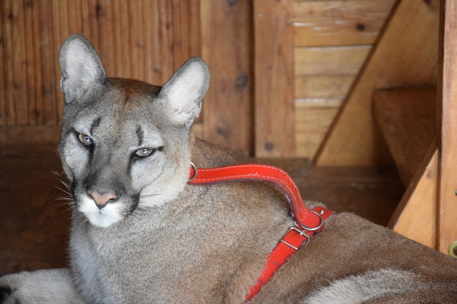 Dlaczego puma Nubia miała trafić do 