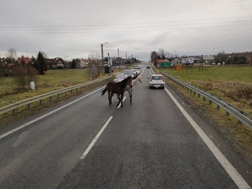 Dwa konie zablokowały w niedzielę ruch na DK 43 pod Kłobuckiem [ZDJĘCIA] Interweniowała policja, która ukarała mandatem właściciela zwierząt