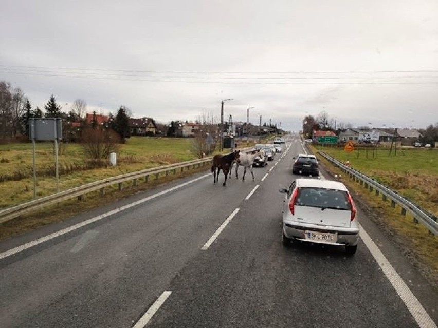 Dwa konie zablokowały w niedzielę ruch na DK 43 pod Kłobuckiem [ZDJĘCIA] Interweniowała policja, która ukarała mandatem właściciela zwierząt