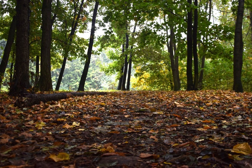 Lasek Aniołowski w jesiennym wydaniu. To miejsce z niezwykle ciekawą historią