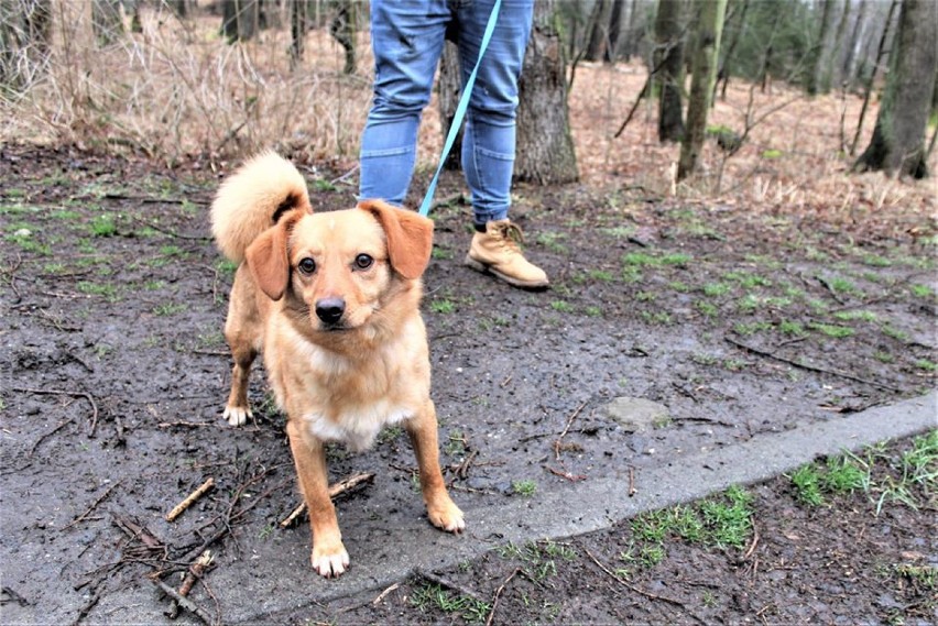 Timi trafił do schroniska po śmierci właściciela, ma około...