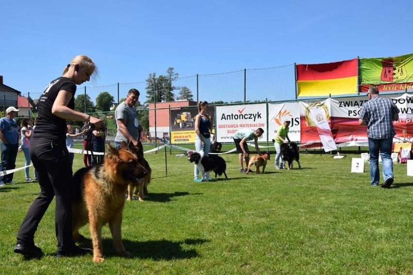 Tak było na wystawie psów w Mszanie