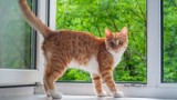 Jak zabezpieczyć okna, gdy w domu jest kot? Kratka czy siatka dla kota? Zadbaj o bezpieczeństwo futrzaka