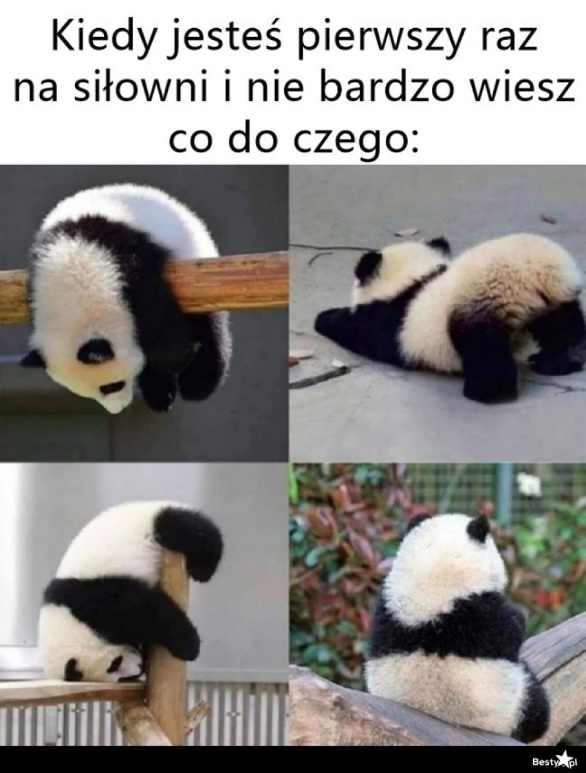 Zobacz najlepsze MEMY na Dzień Pandy!