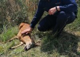 Koziołek potrącony przez auto pod Grodkowem wróci do lasu. Wiele osób nie było obojętnych na jego los