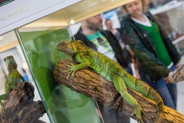 Egzotyczne pająki, węże, ślimaki i jaszczurki - to tylko niektóre gatunki zwierząt, jakie będziecie mogli zobaczyć w Atrium Biała w Białymstoku.

Od soboty (7 października) w  Atrium Biała  zobaczycie około 100 okazów egzotycznych na żywo. Na wystawie znajdą się zwierzęta reprezentujące różne gatunki, rozmiary i pochodzenie. Będą pająki, skorpiony, egzotyczne ślimaki, drzewołazy, żaby, jaszczurki, a nawet ponad 4-metrowe pytony czy węże Boa - informują organizatorzy wydarzenia.

 Codziennie także będą odbywać się prelekcje na temat głównych bohaterów wystawy - prowadzone przez ekspertów. A osoby, które zdecydują się na bezpośredni kontakt z wybranymi okazami, będą mogły zrobić sobie z nimi zdjęcie.

Zaplanowano także konkursy dla dzieci, m.in. quizy o zwierzętach oraz egzotyczne kalambury.

Ekspozycja odbywać się będzie od 7 do 15 października na rotundzie przy środkowym wejściu od ul. Miłosza, w godzinach otwarcia centrum.

Wstęp jest bezpłatny.