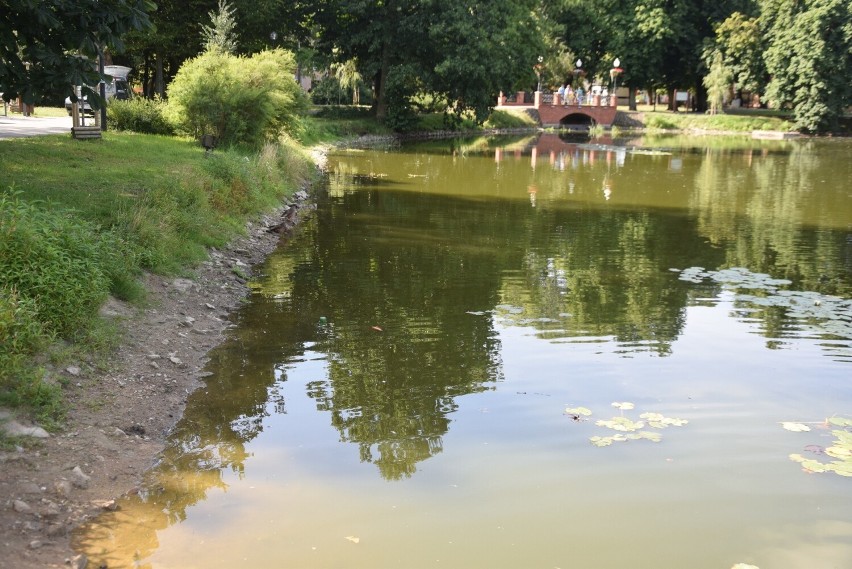 Zdaniem mieszkańców wody w parkowym stawie jest mniej niż...