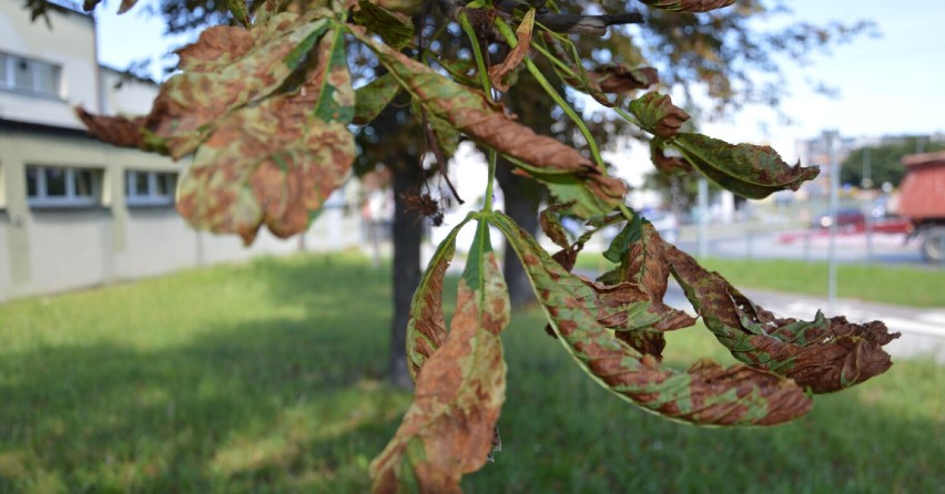 Szkodnik atakuje kasztanowce w Wieluniu? Drzewa w lecie wyglądają jak jesienią