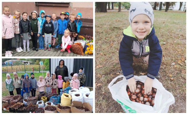 Szkoły i przedszkola w Pleszewie zbierały kasztany dla Fundacji Bread of Life! W tym roku poszli na rekord! Suma robi ogromne wrażenie