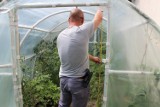 Policjanci odkryli plantację konopi w gminie Pruszcz