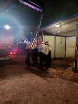 Nietypowa akcja katowickich strażaków w Szopienicach. Strażacy pomogli choremu zwierzęciu