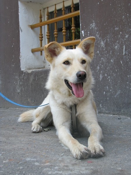 Malbork: Reks szuka domów dla dwóch psów wyrzuconych z samochodów