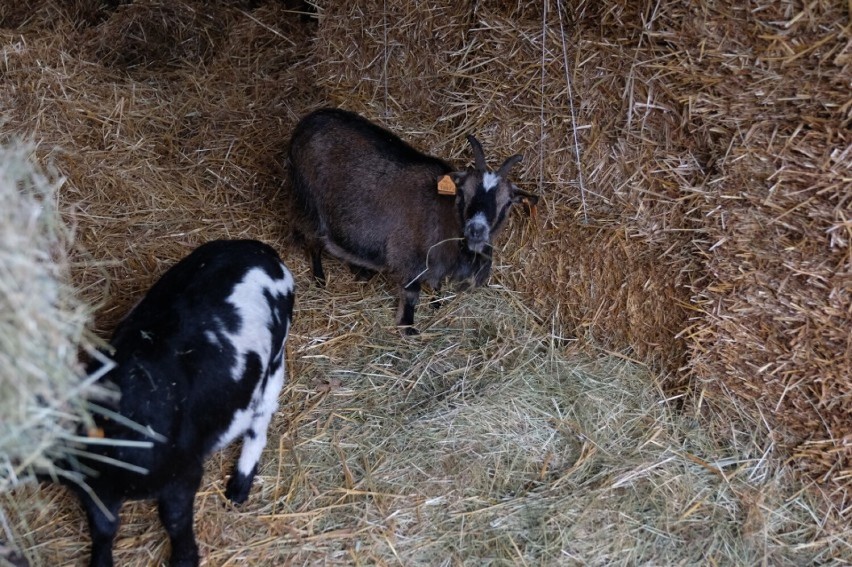 Po raz 13. w Śląskim Ogrodzie Zoologicznym powstała Żywa...