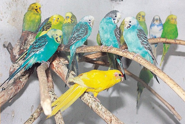 Papugi Mariusza Józwika w brzezińskiej remizie