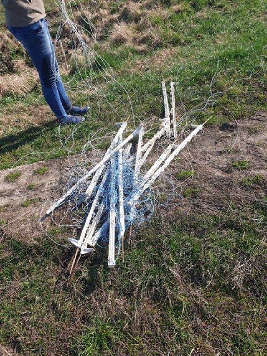 Kmiecin. Dwie sarny zaplątały się w pozostawiony na polu sznurek [ZDJĘCIA] AKTUALIZACJA