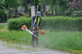 Rozpoczęły się pierwsze koszenia trawników w Toruniu