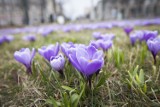 Kraków. Na placu Centralnym w Nowej Hucie zakwitły krokusy [ZDJĘCIA]