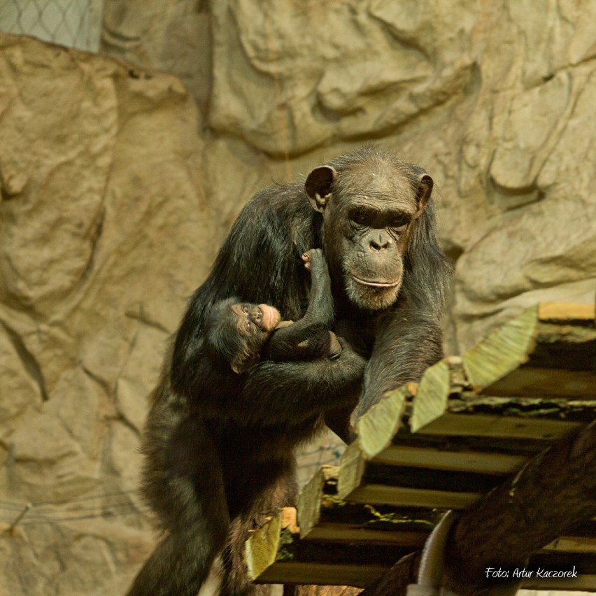 Najmłodszy szympans warszawskiego Zoo nazwany na cześć...