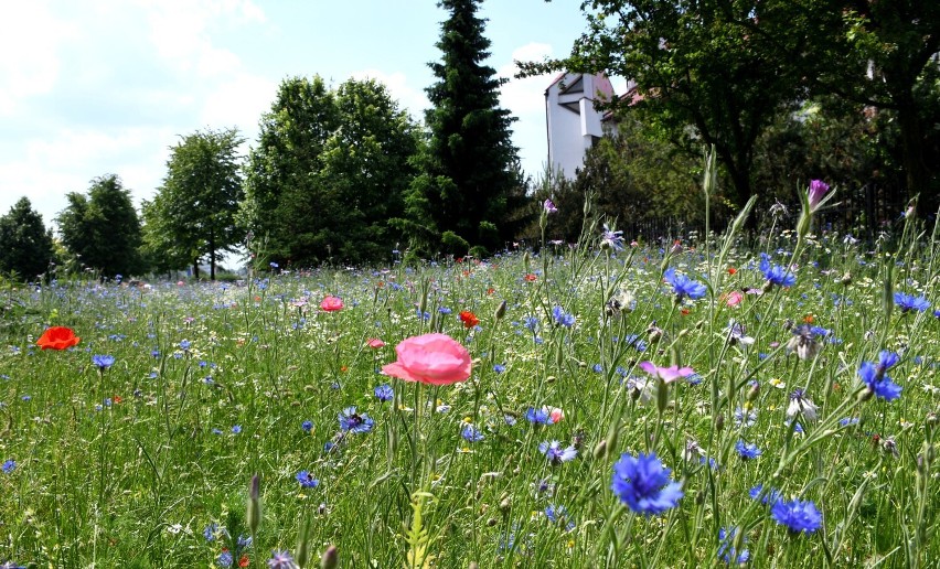 Kwietna łąka w Piotrkowie, czerwiec 2021