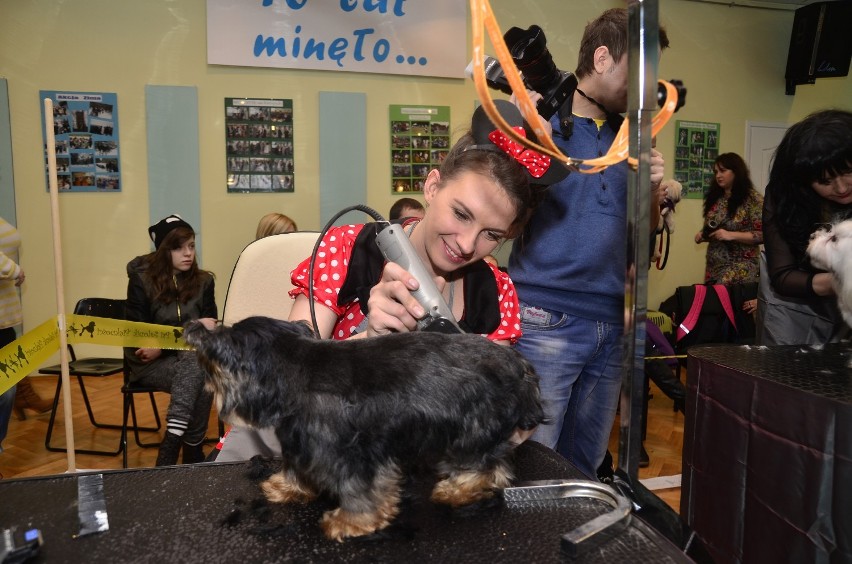 "Grooming na wesoło": Wielkie strzyżenie psów w Poznaniu