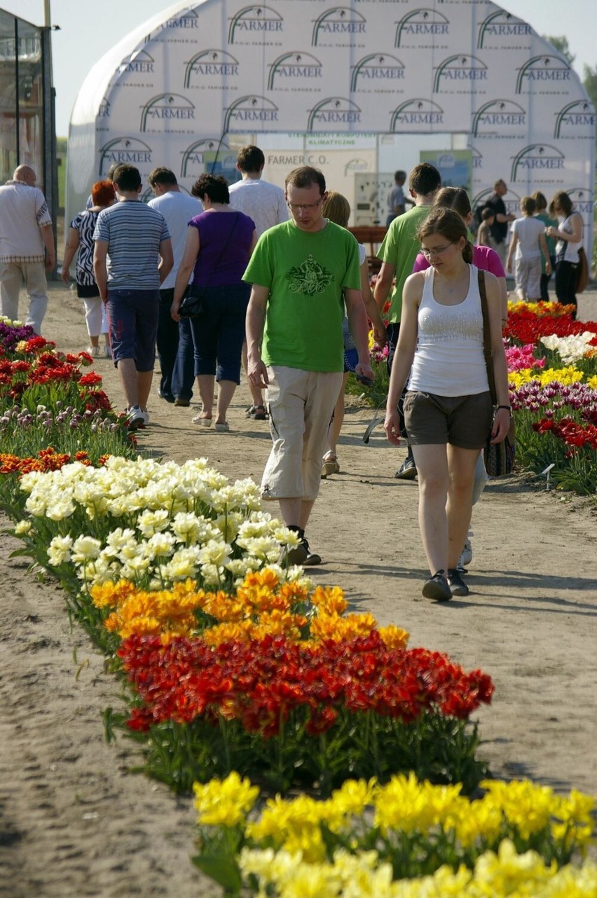 Międzynarodowe targi tulipanów w Chrzypsku Wielkim - 1 maja