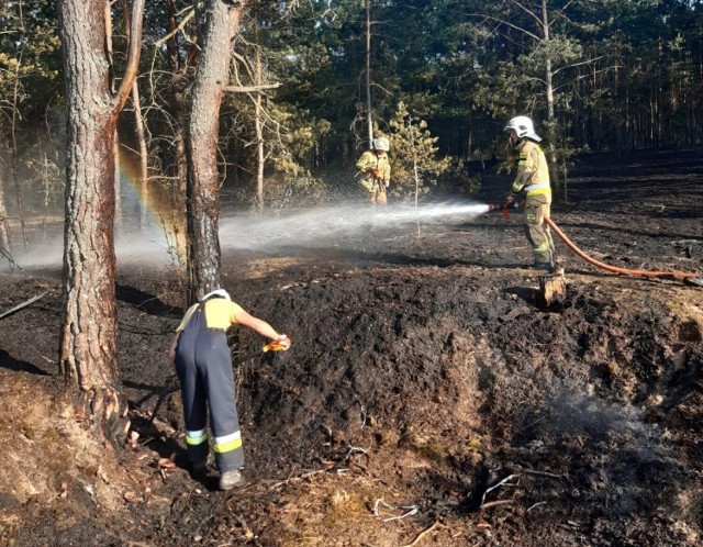 Pożar lasu w okolicach Dolnej Grupy. Wszystko przez... ognisko. W akcji dziewięć zastępów straży pożarnej i samolot gaśniczy