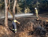 Pożar lasu w okolicach Dolnej Grupy. Wszystko przez... ognisko. W akcji dziewięć zastępów straży pożarnej i samolot gaśniczy [zdjęcia]