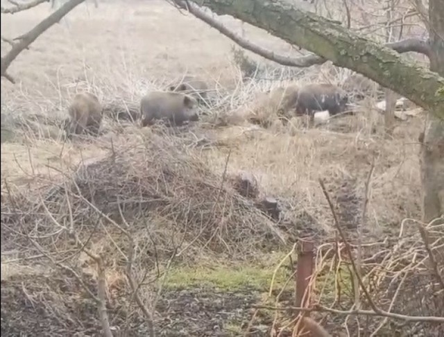 Dziki na Rubinkowie w Toruniu