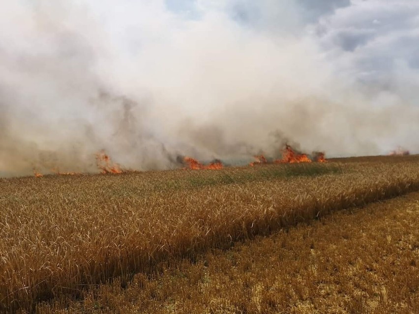 Ogromny pożar w Sycowie. Ogień strawił 27 hektarów zboża i ścierniska