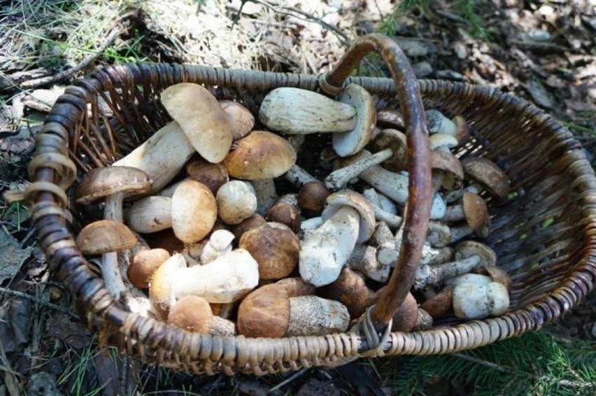 W lesie pełno grzybów i grzybiarzy. Są grzyby, kurki, prawdziwki i koźlaki. Gdzie wybrać się z koszykiem?