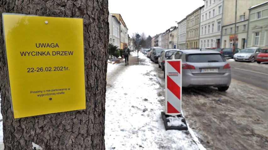 Część drzew idzie pod topór przed remontem ulicy Piłsudskiego w Koszalinie [ZDJĘCIA]