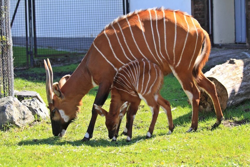 Warszawskie ZOO ogłasza konkurs. Internauci wybiorą imię dla...