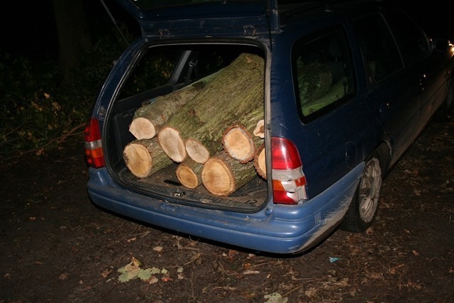 Cotoń: Kradli drewo z lasu. Wpadli także z marihuaną [ZDJĘCIA]
