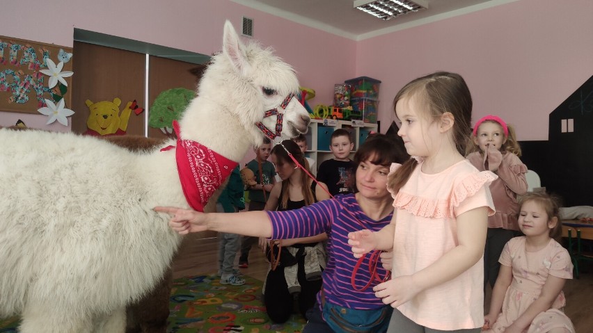 Alpaki w przedszkolu w Piotrkowie w ramach terapii ze...