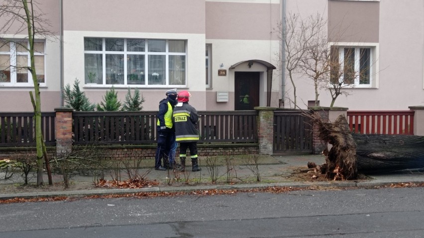 Drzewo spadło na auto w Głogowie