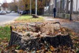 Wycinka drzew na ulicy Okrężnej w Legnicy. Trwa budowa drogi zbiorczej, zobaczcie zdjęcia