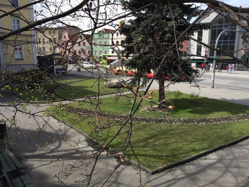 Jelenia Góra: Zaczęto wiosenne porządki w mieście