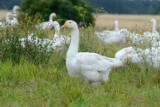 Przyzagrodowy chów gęsi coraz popularniejszy. "To dobry interes" - przekonuje Fundacja Hodowców Kujawskiej Polskiej Białej Gęsi