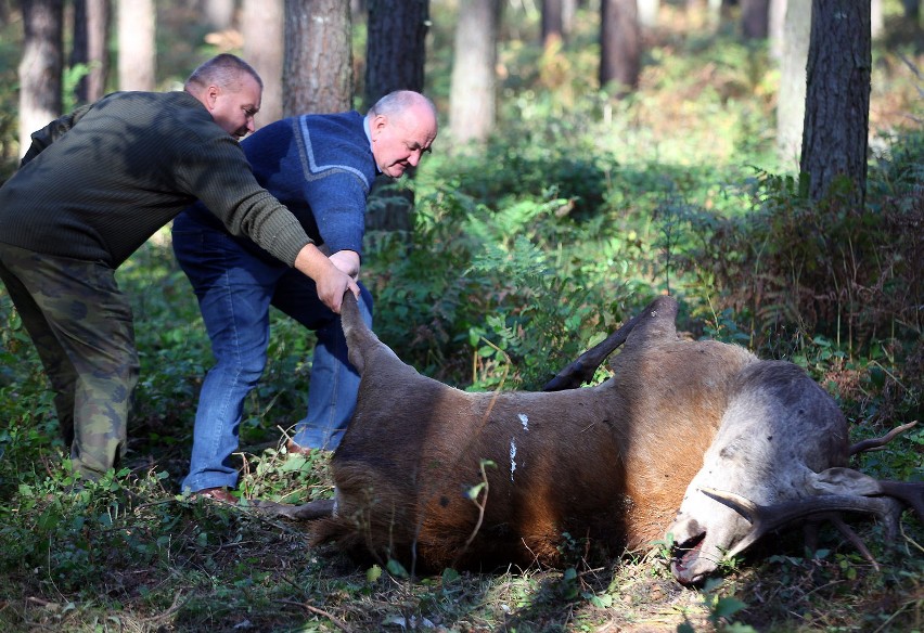 Walka jeleni w lesie pod Piotrkowem miała tragiczny finał (drastyczne zdjęcia)