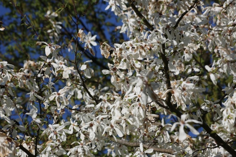 Ogród Botaniczny w Poznaniu