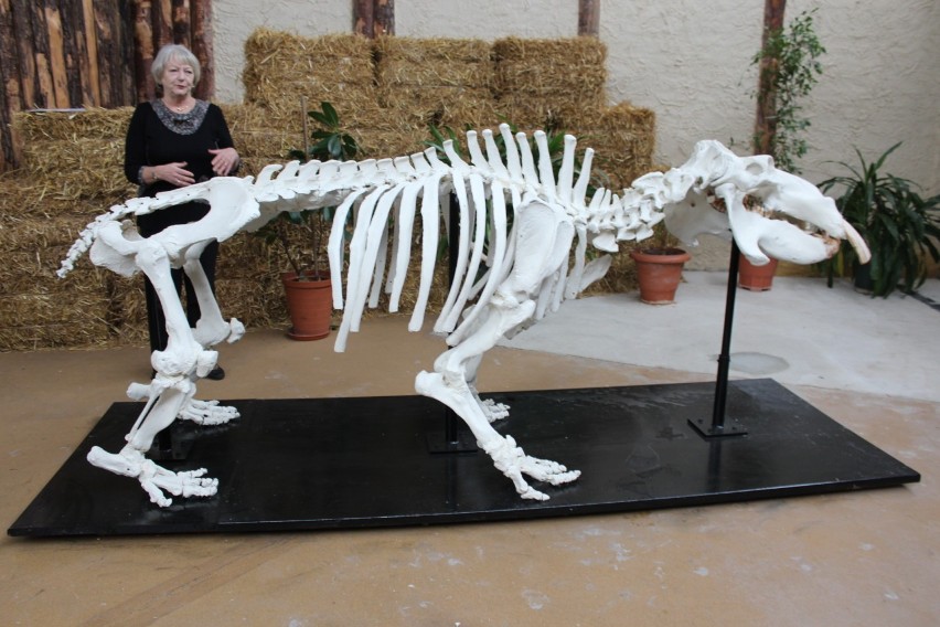 Szkielet Hipolita odsłonięty w śląskim zoo