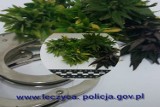 Zlikwidowano plantację marihuany na terenie gminy Świnice Warcie